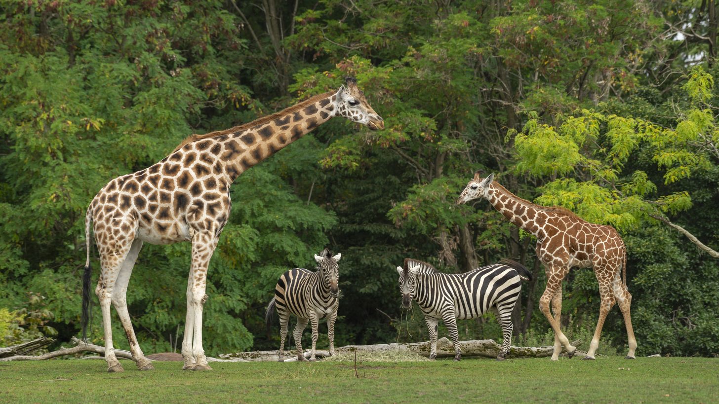 Safari World Bangkok: The Family Day Every Agent Should Know