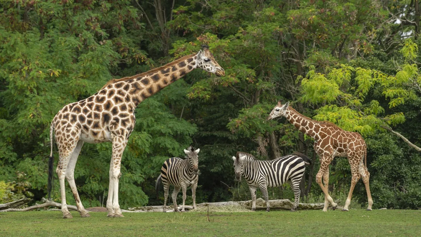 Safari World Bangkok: The Family Day Every Agent Should Know