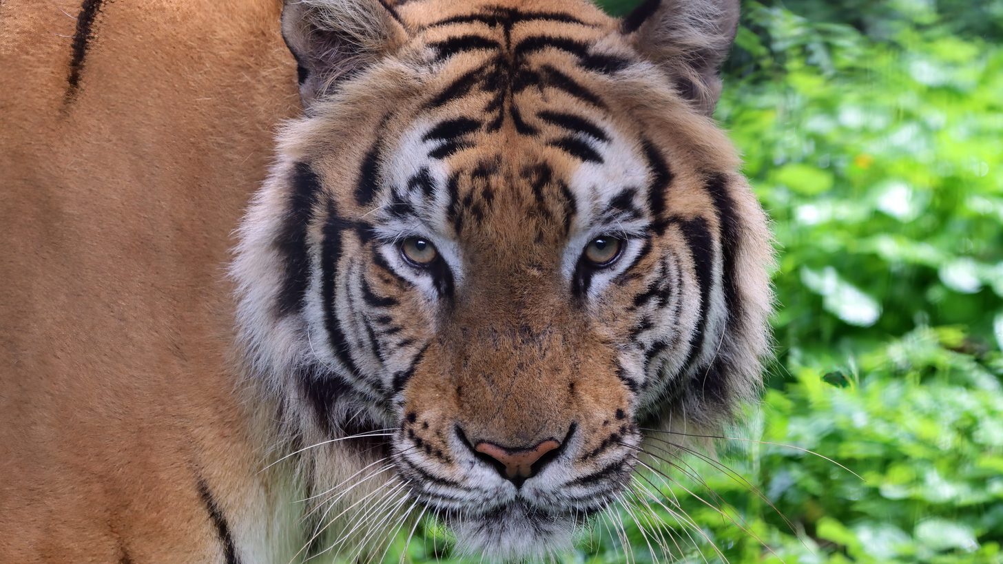 Tiger Kingdom: The Up-Close Wildlife Encounter for Agents