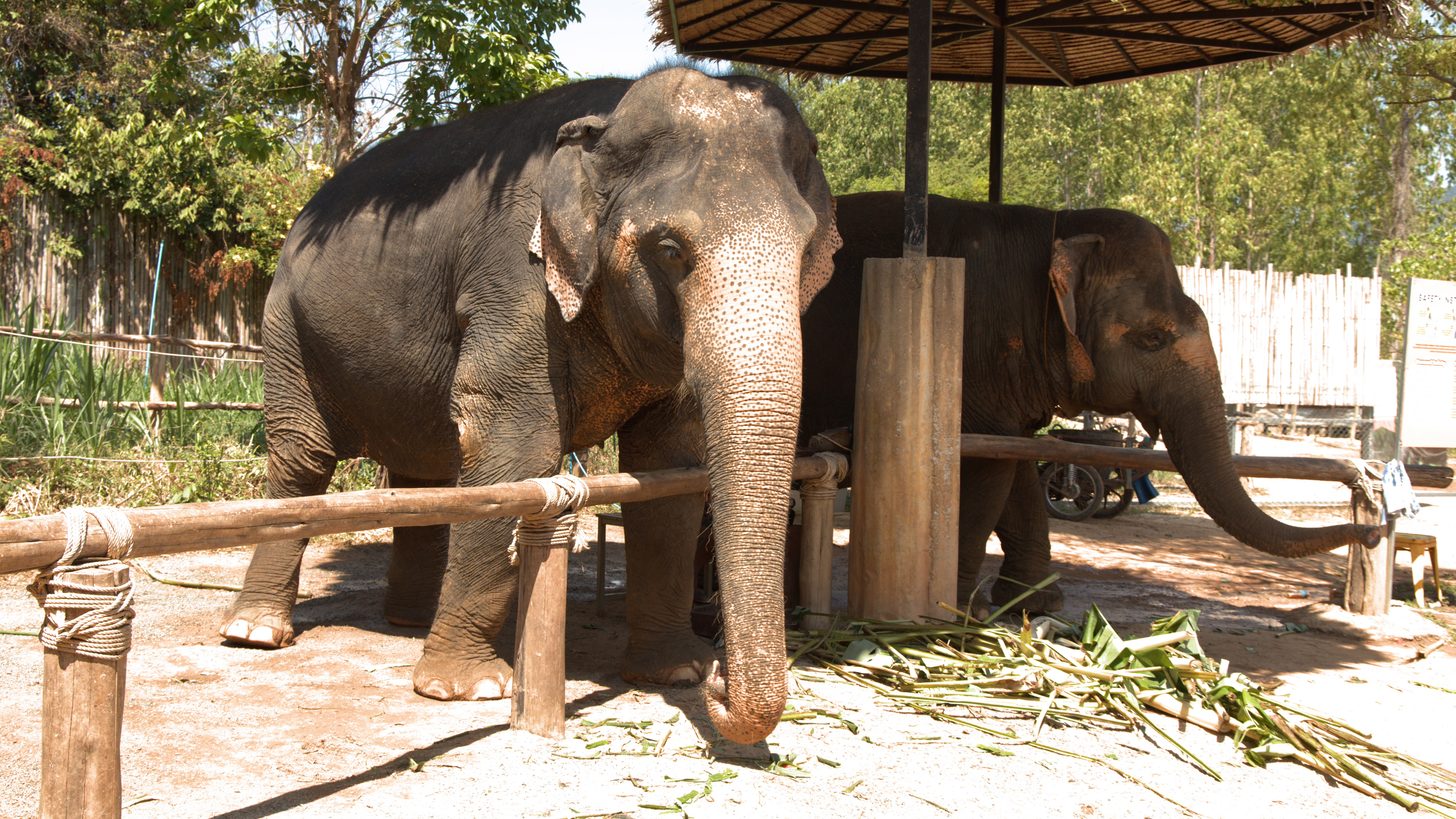 Responsible tourism in Thailand — welfare-first elephant care