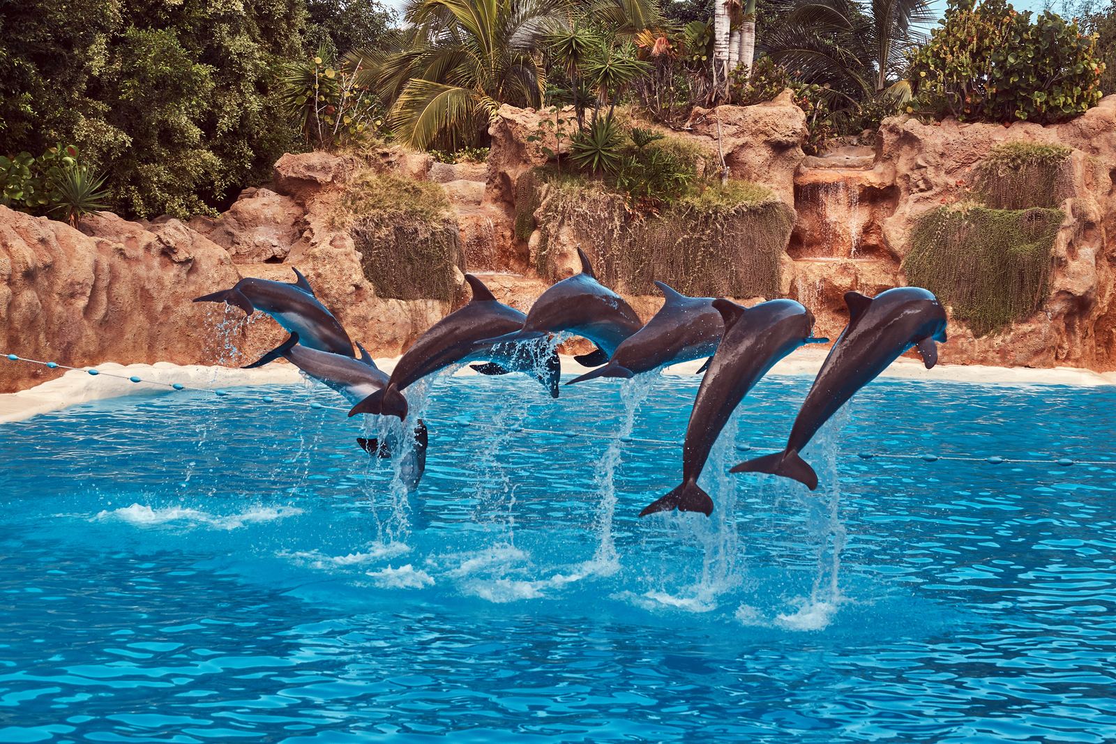 Dolphinarium Pattaya: The Indoor Dolphin Show Travel Agents Can Sell to Families