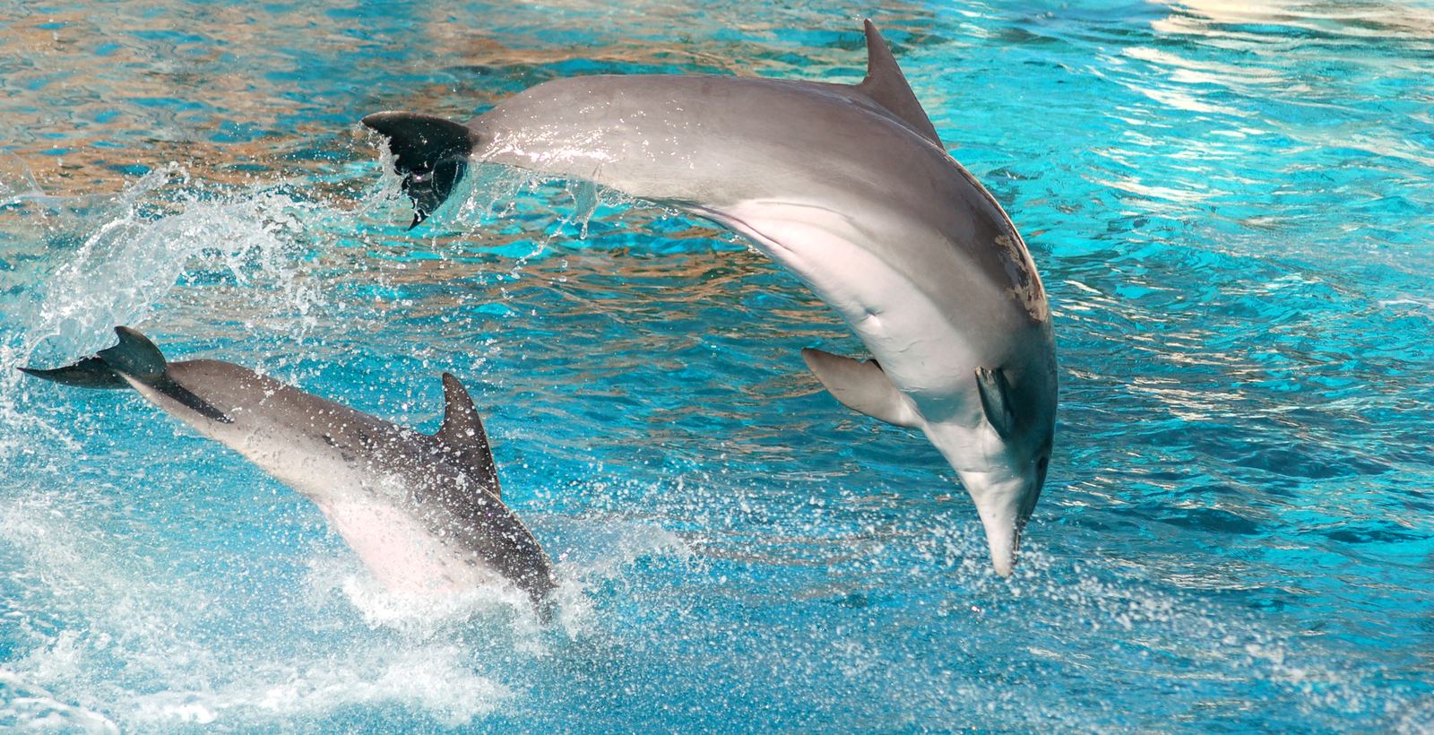 Dolphins Bay Phuket: The Marine Show Attraction Travel Agents Should Know