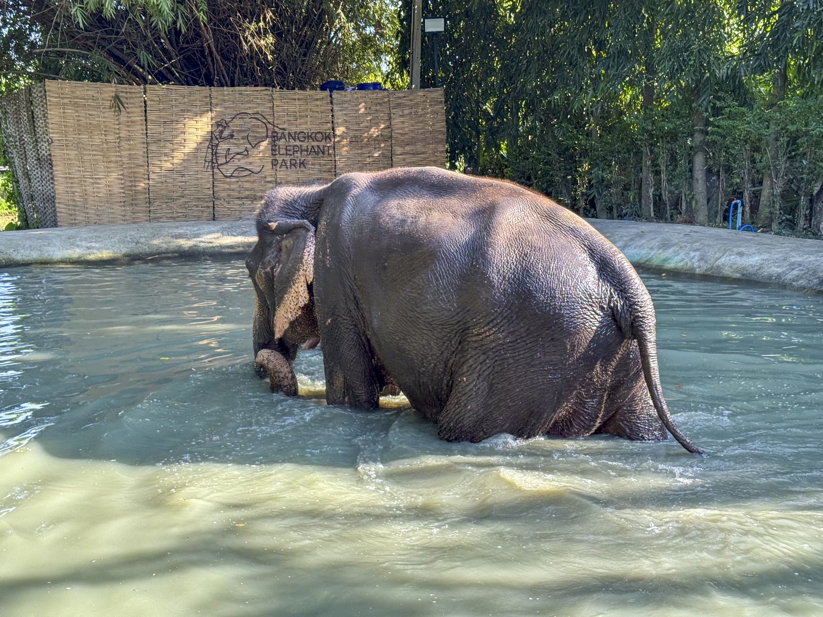 Rescued elephants at a welfare-first sanctuary in Chiang Mai