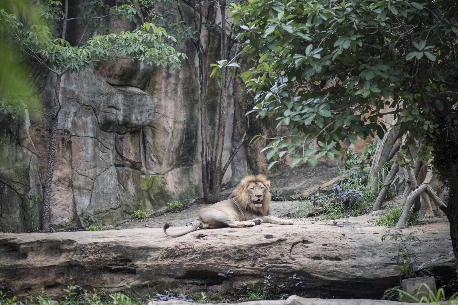 Lionland Phuket: The Family Wildlife Attraction Travel Agents Should Know