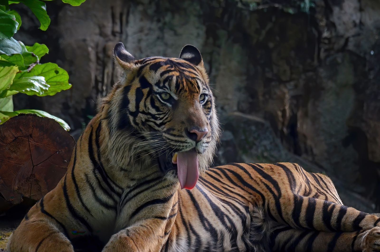 Tiger Park Pattaya: The Up-Close Big-Cat Encounter Travel Agents Should Know
