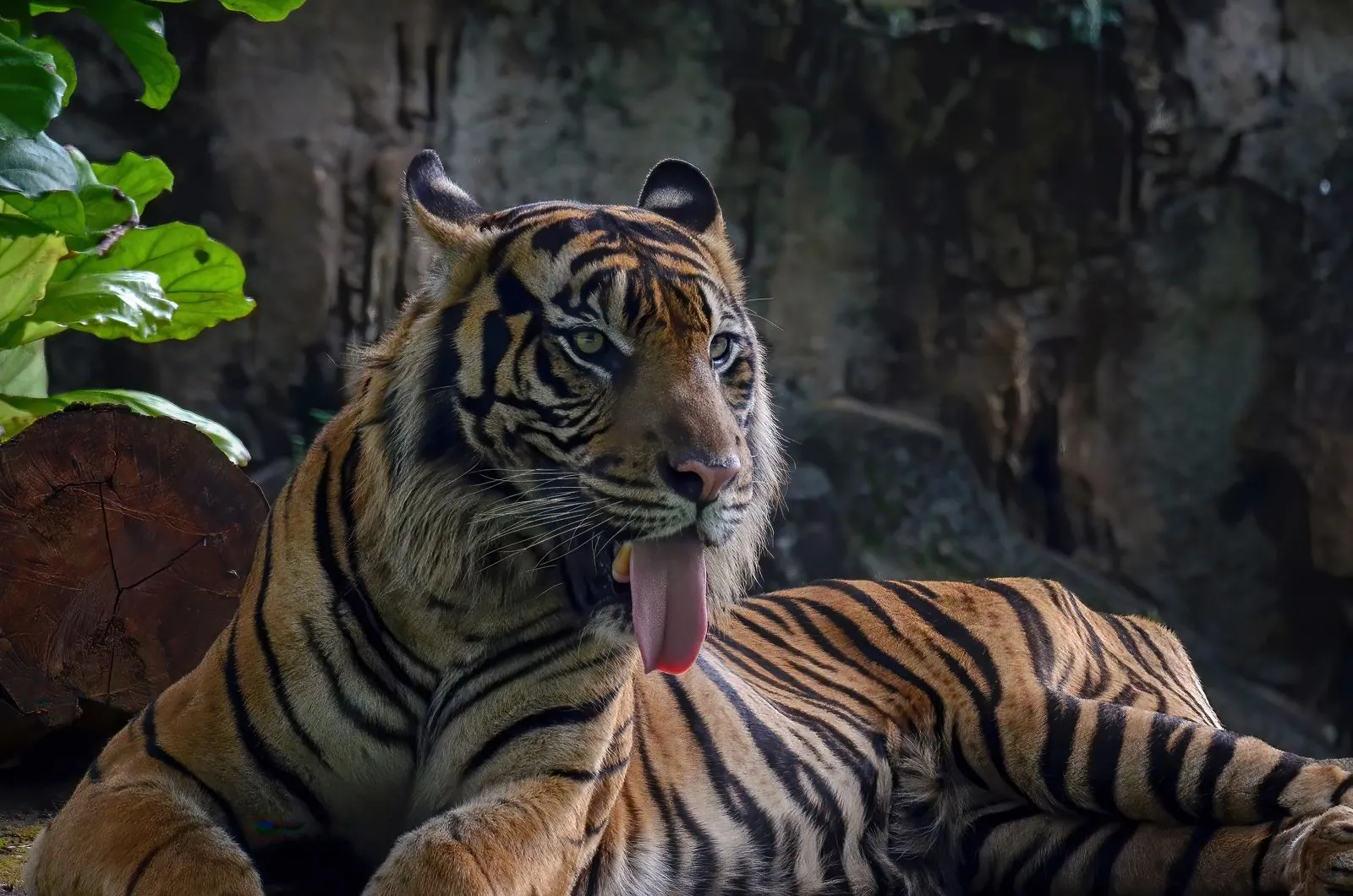 Tiger Park Pattaya: The Up-Close Big-Cat Encounter Travel Agents Should Know