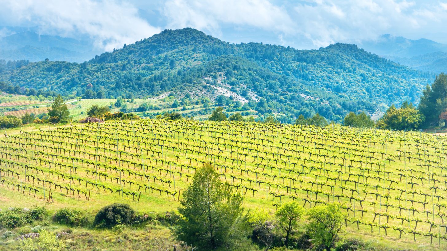 Khao Yai — Vineyards, Safaris & Bensley Luxury near Bangkok: A Thailand DMC Guide for Travel Agents
