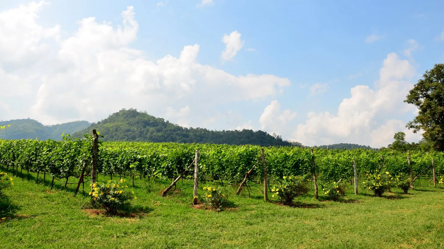 Khao Yai — Vineyards, Safaris & Bensley Luxury near Bangkok: A Thailand DMC Guide for Travel Agents