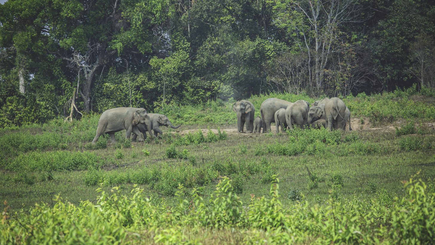 A herd of wild elephants with calves in a Thai national park