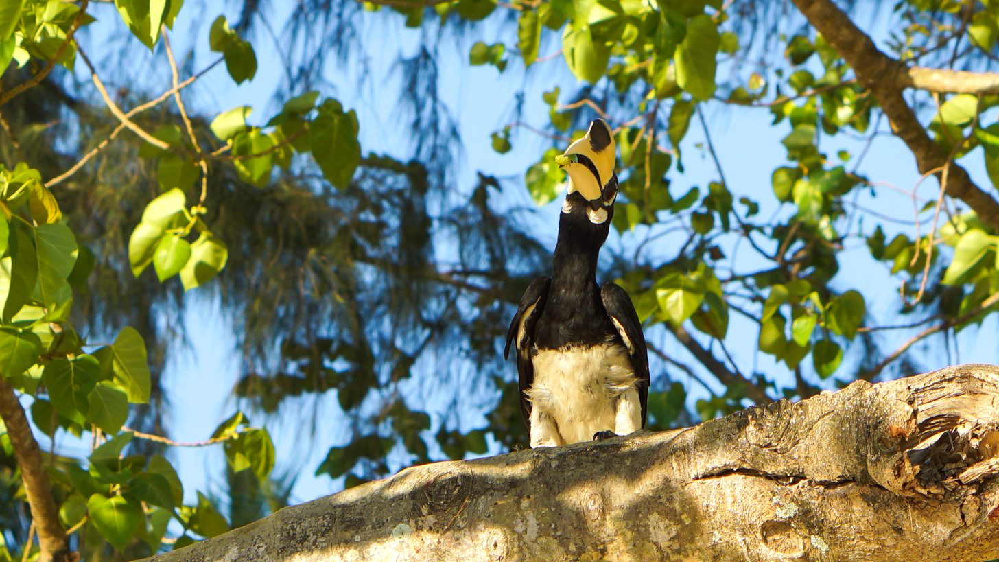 Thailand Birdwatching & Wildlife National Parks: A Thailand DMC Guide for Travel Agents