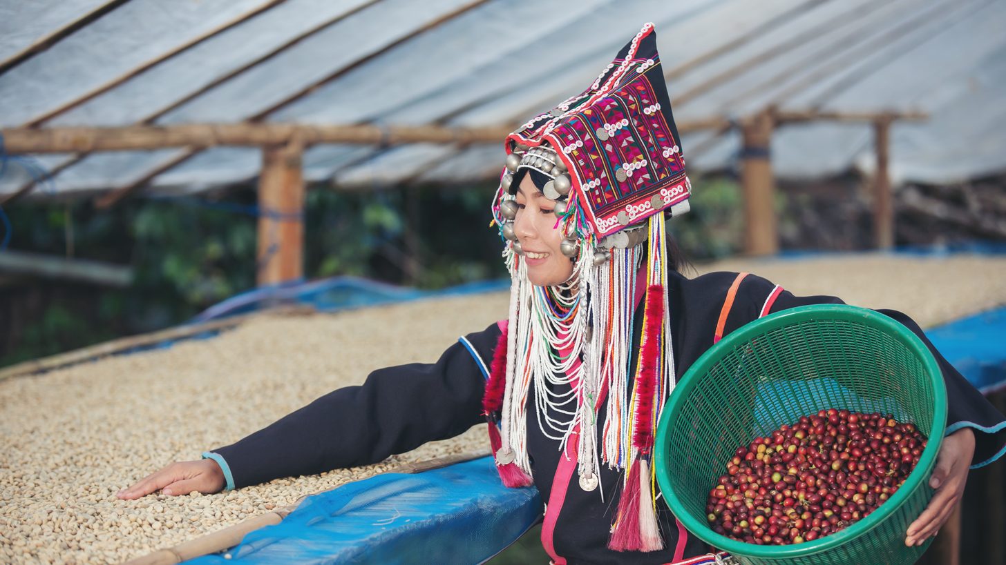 An Akha woman in embroidered headdress beside coffee cherries and beans drying on raised beds in northern Thailand