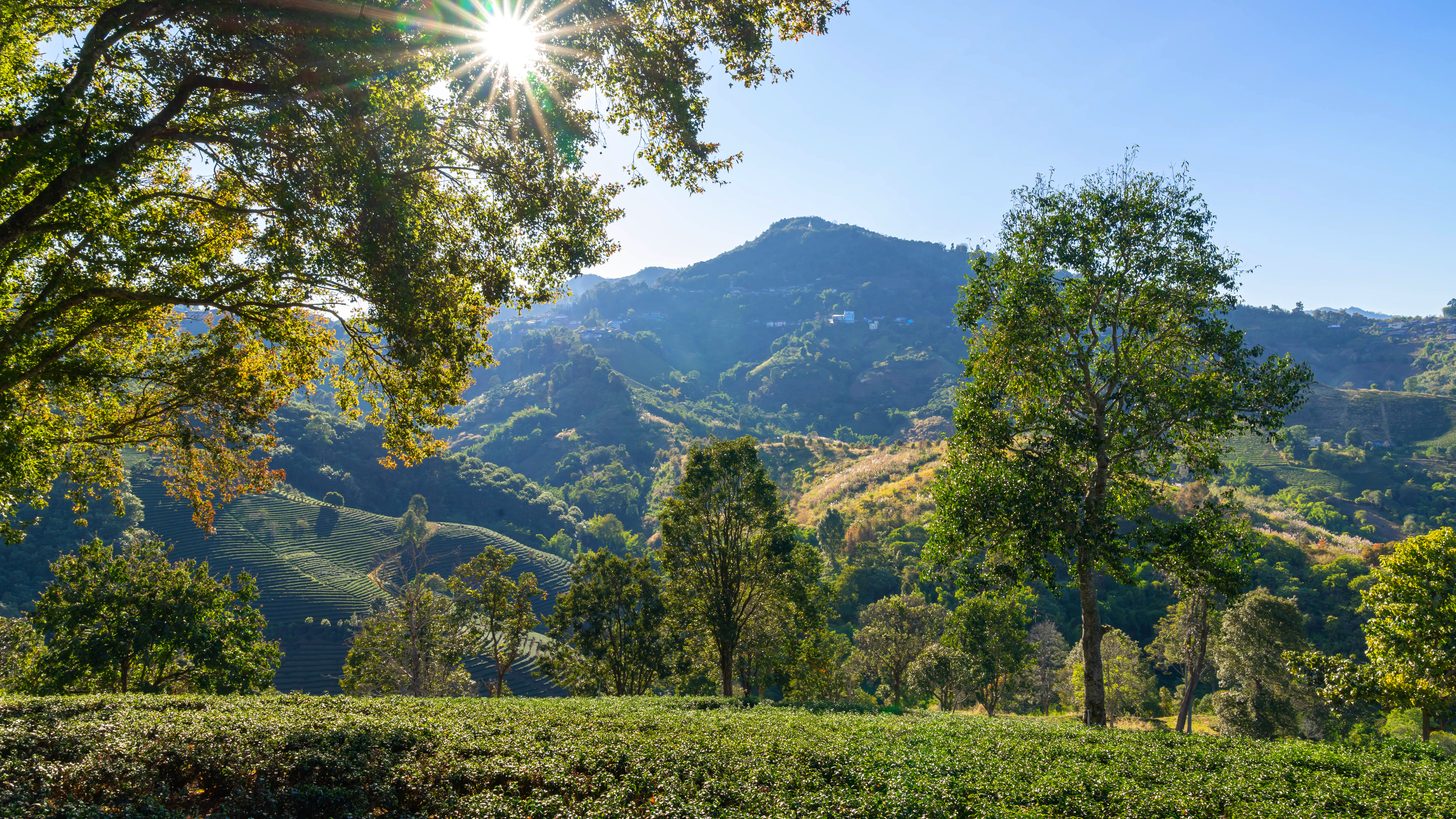 Rows of green tea bushes on a hilltop plantation in Chiang Rai province, northern Thailand