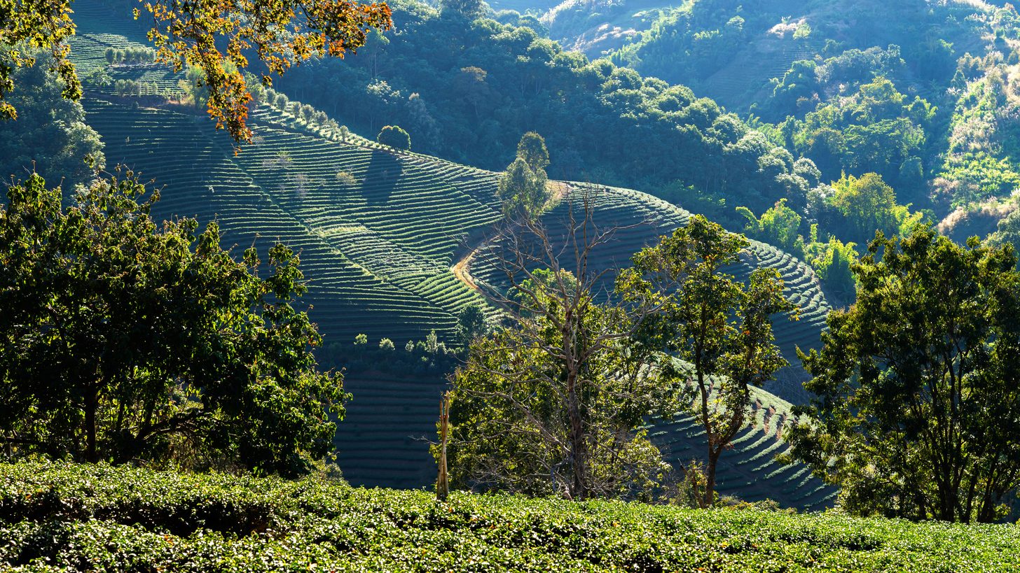 Thailand's Coffee & Tea Highlands of the North, for Travel Agents