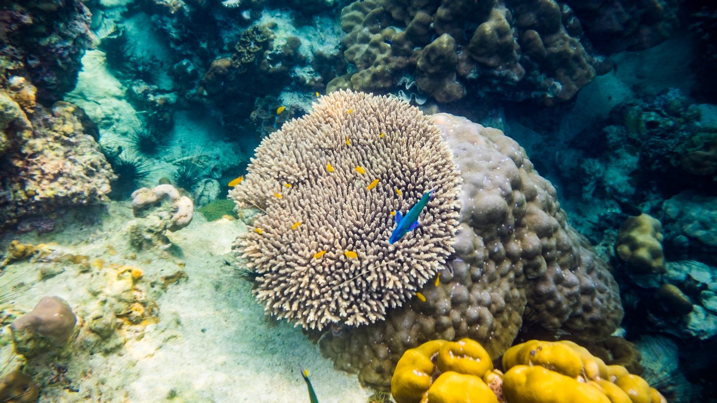 Thailand Diving & Liveaboards for Travel Agents: Similan Season & Best Sites