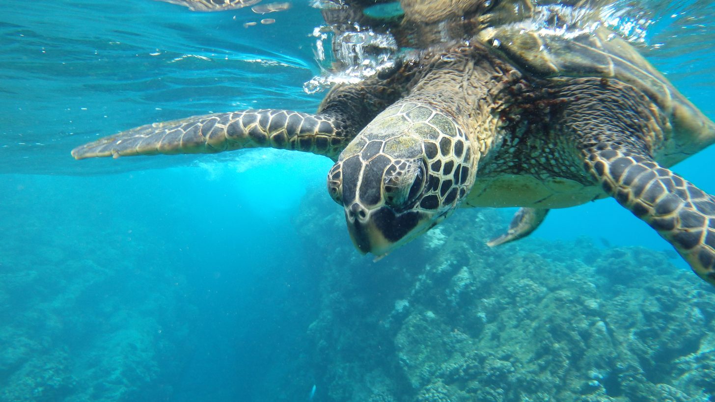 A green sea turtle gliding over a tropical reef