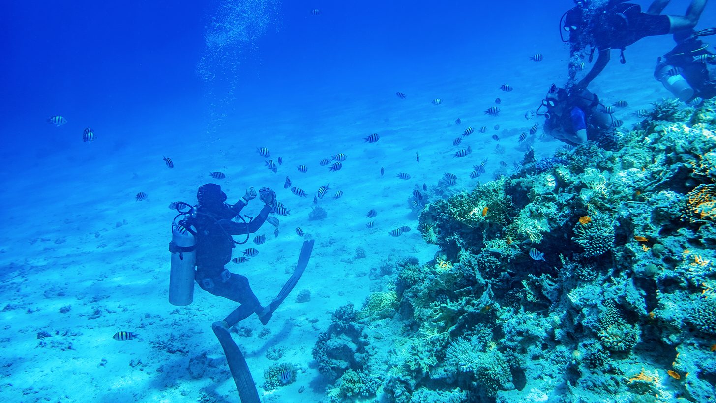 Thailand Diving & Snorkelling by Region: Seasons & Best Sites — A Thailand DMC Guide for Travel Agents