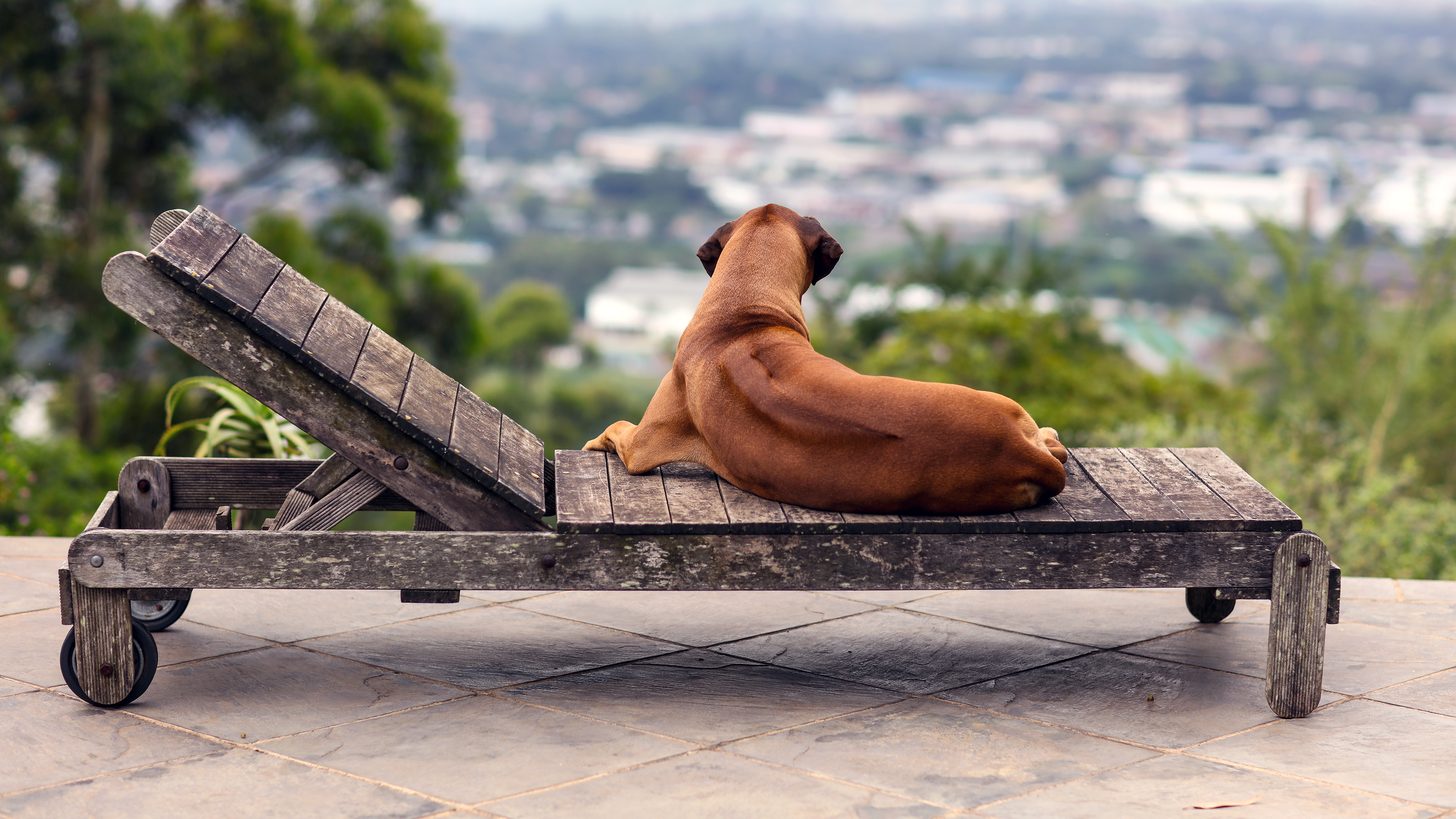 Dog relaxing on a terrace at a pet-friendly villa in Thailand