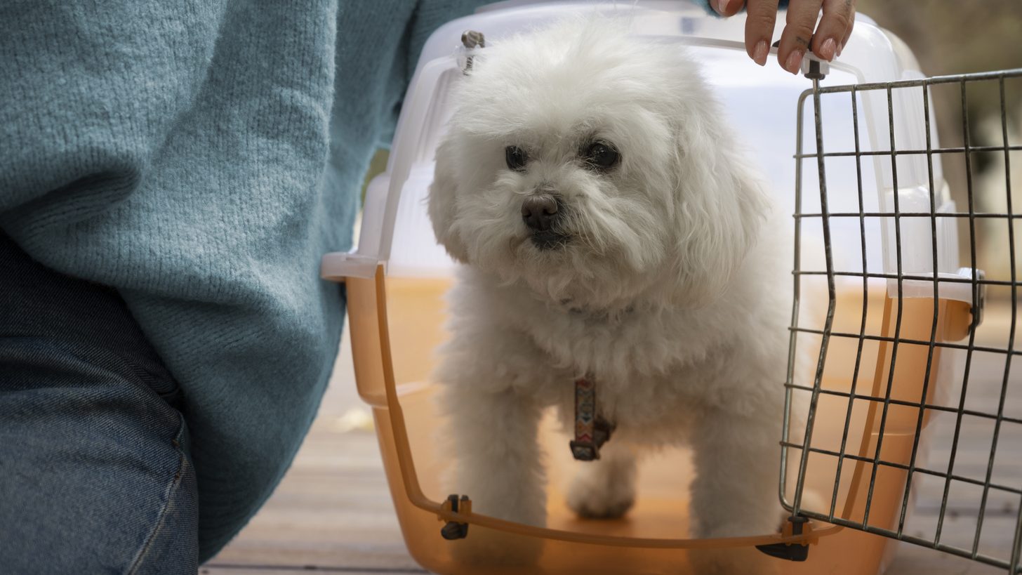 Bringing Pets to Thailand: Import Rules & Logistics for Agents — A Thailand DMC Guide for Travel Agents