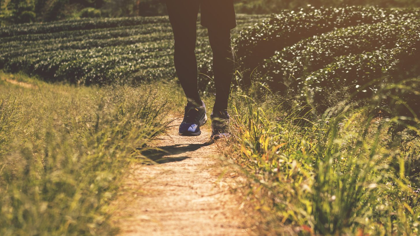 Trail runners on a forest mountain path