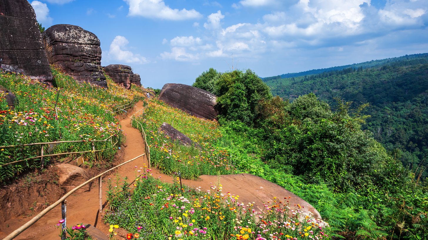 Colourful strawflower garden on a green hillside with mountain cliffs behind