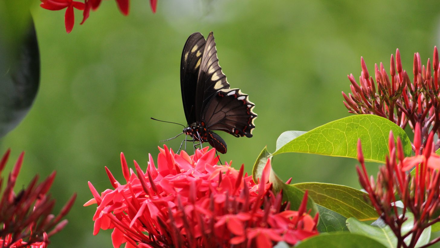 A butterfly feeding on red ixora flowers