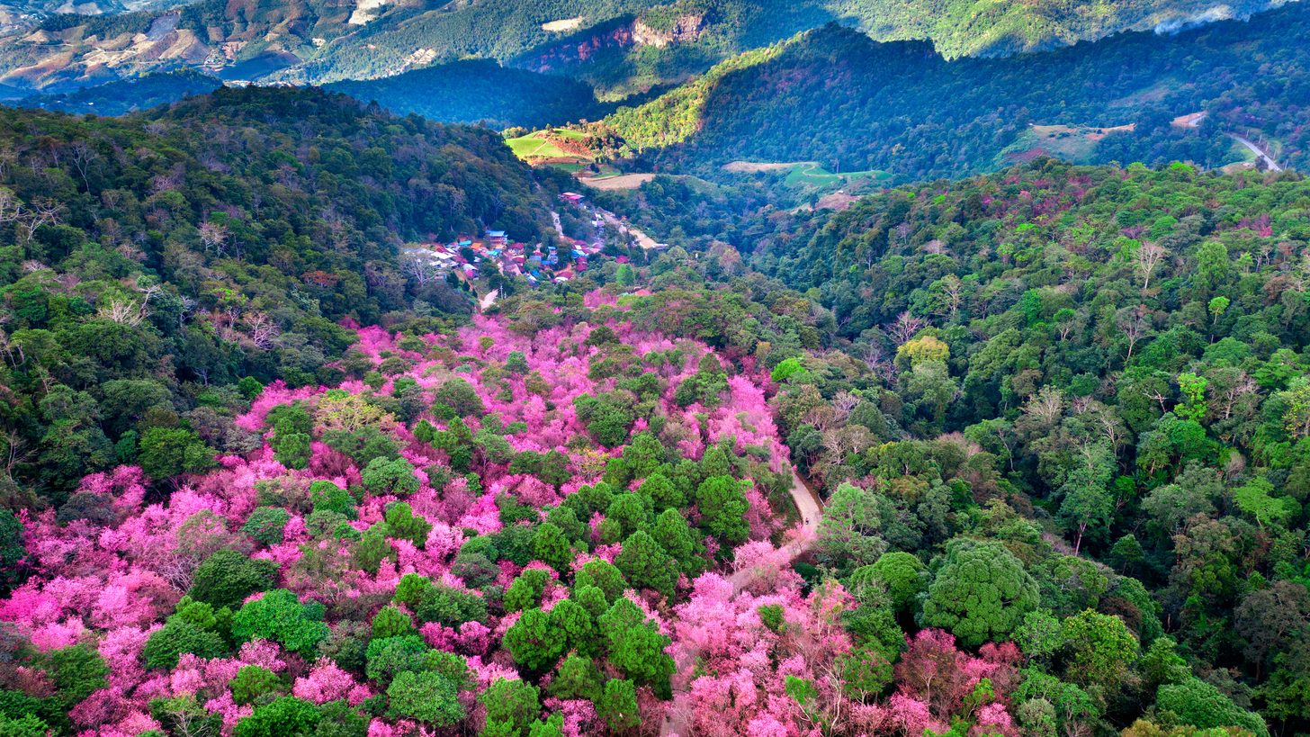 Flowers &amp; Butterflies: Selling Thailand's Bloom Calendar — A Thailand DMC Guide for Travel Agents