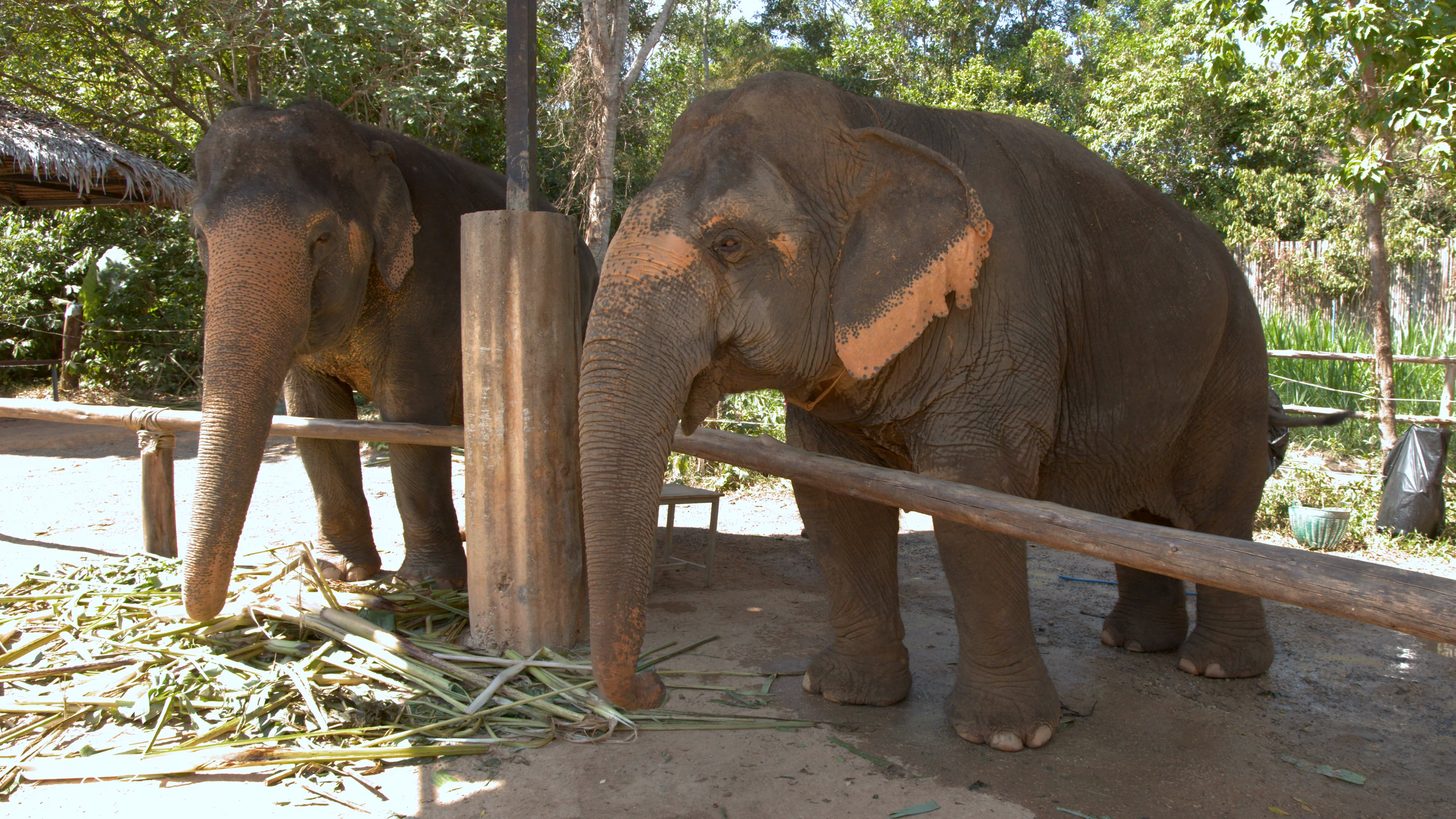 Two Asian elephants feeding on sugarcane at a sanctuary enclosure in Thailand