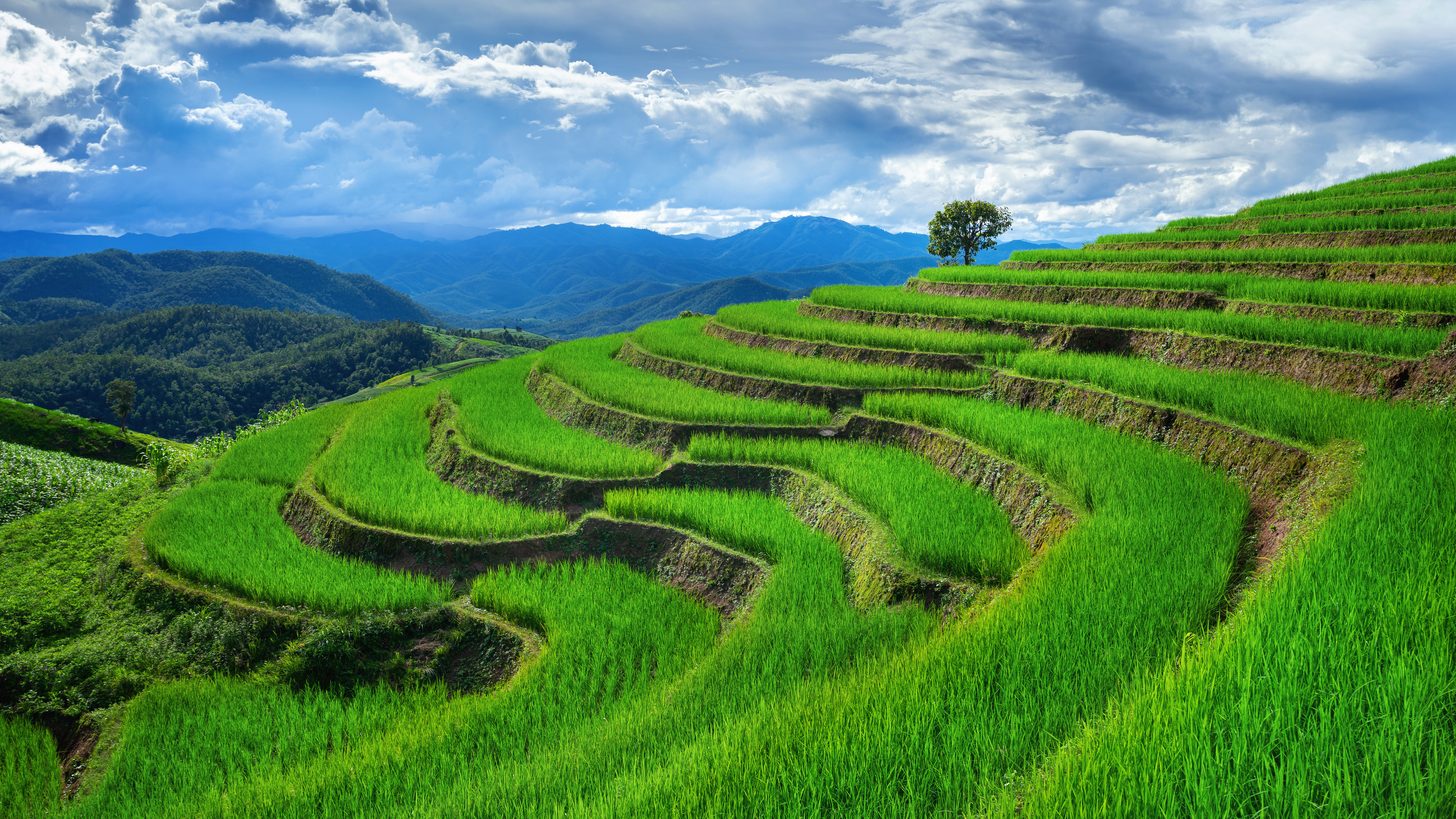 Terraced rice fields in the mountains outside Chiang Mai in northern Thailand