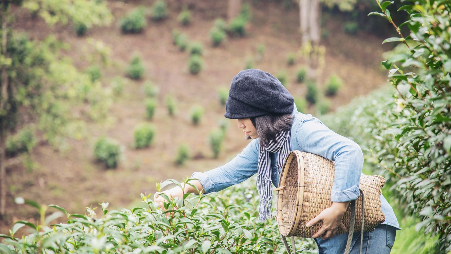 A tea picker filling a woven basket on a highland tea field