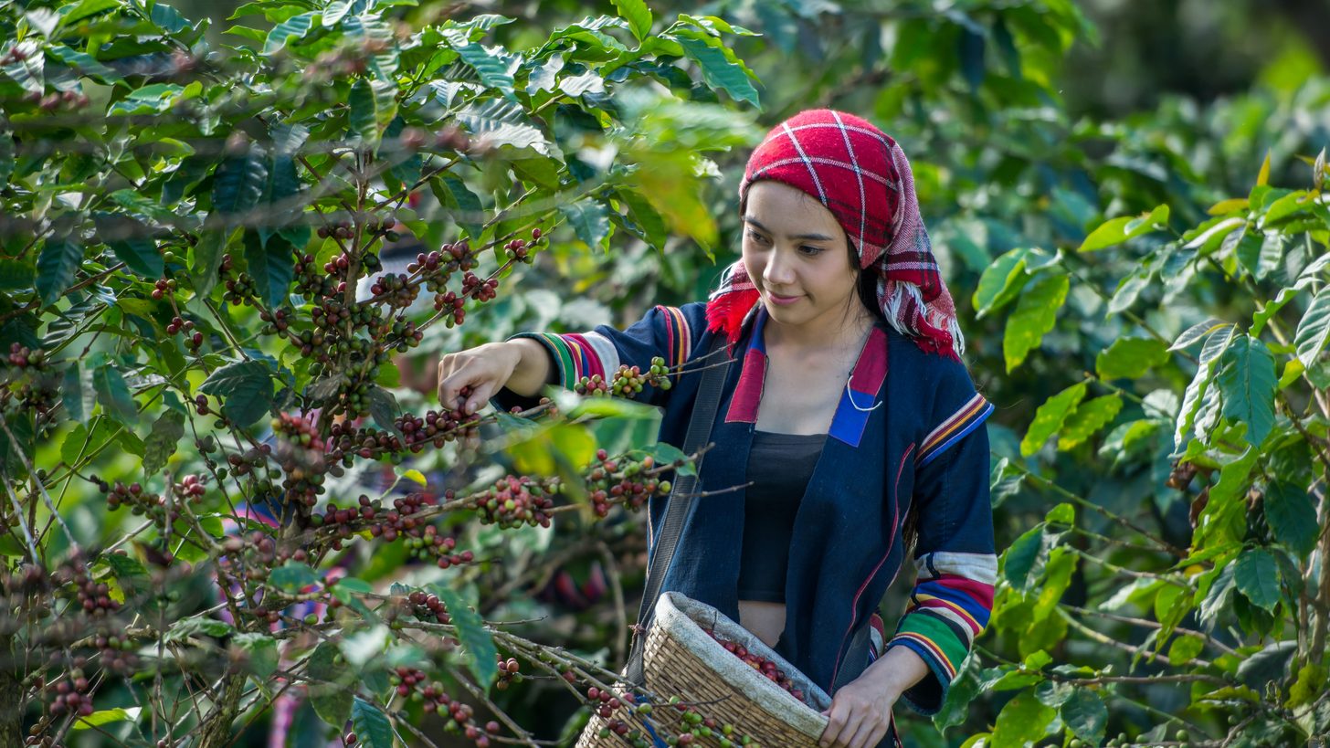 A coffee picker collecting ripe cherries into a woven basket on a highland plantation