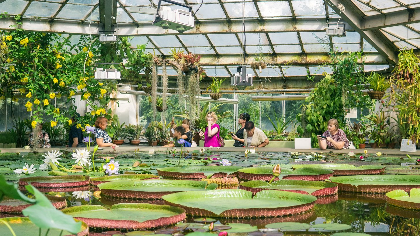 Visitors leaning over the rail of a large glasshouse pond, photographing giant water-lily pads and flowers