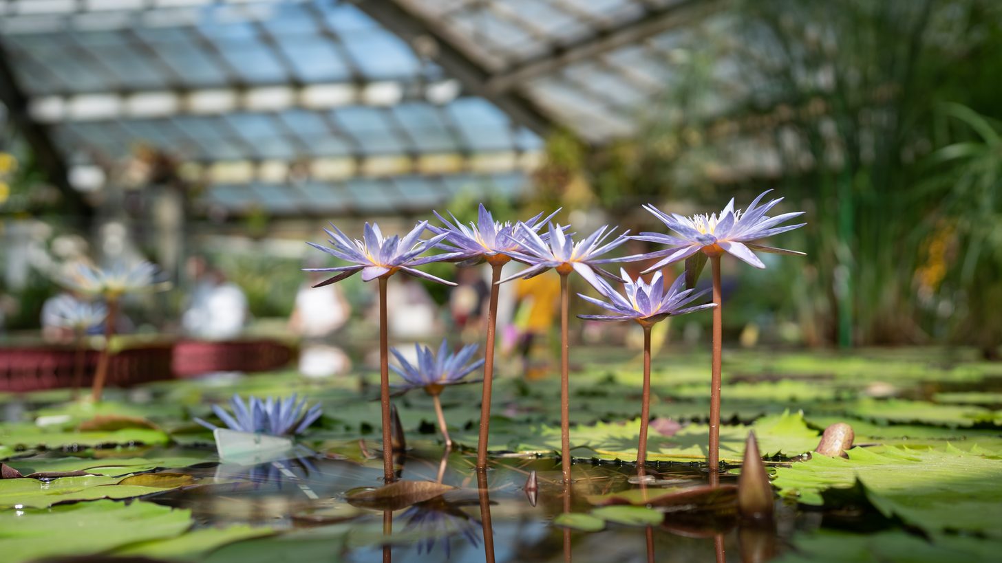 Udon Thani Horticultural Expo 2026–27: A Thailand DMC Brief for Agents