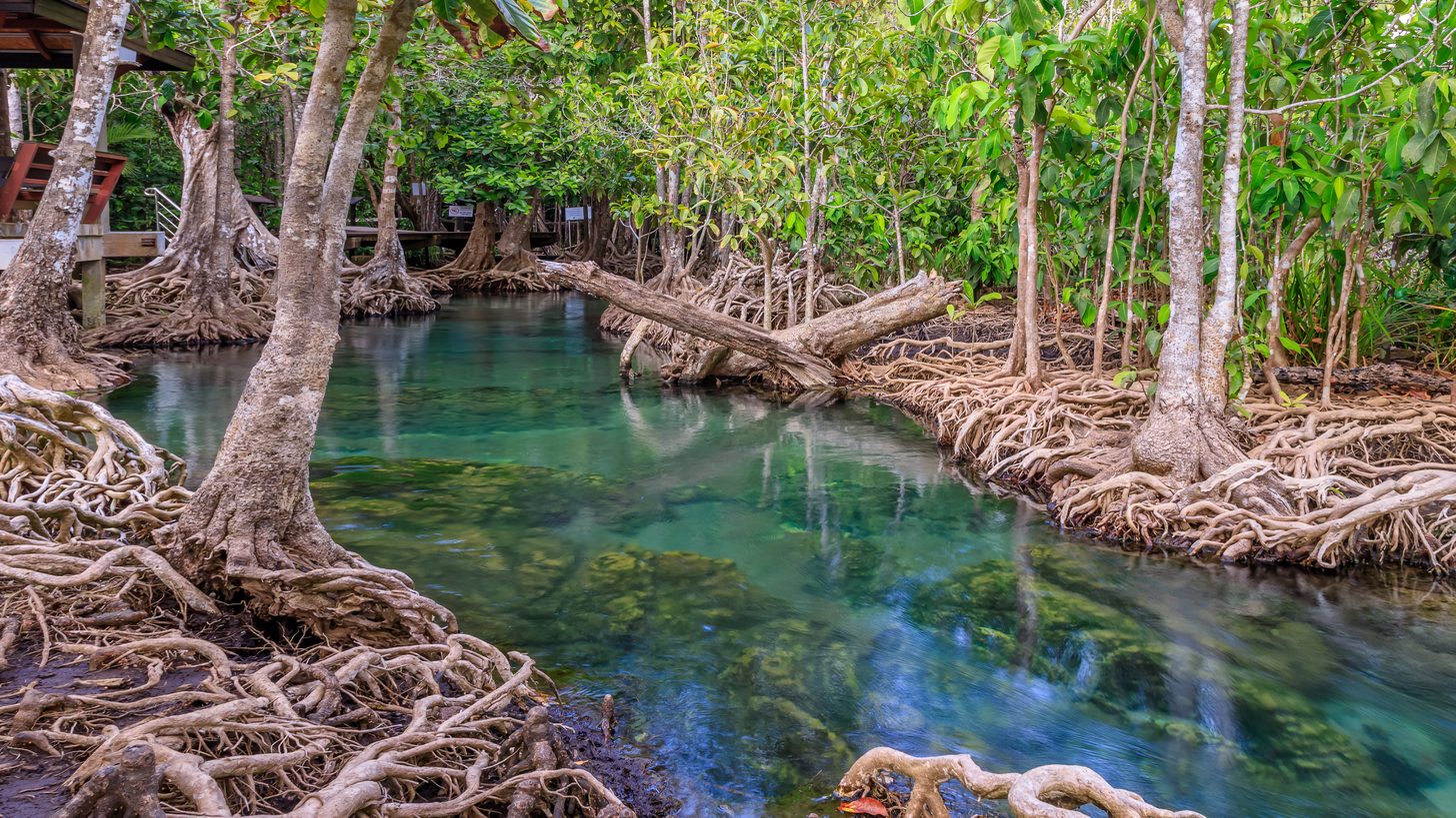 Clear turquoise water winding between mangrove roots at Tha Pom Klong Song Nam in Krabi