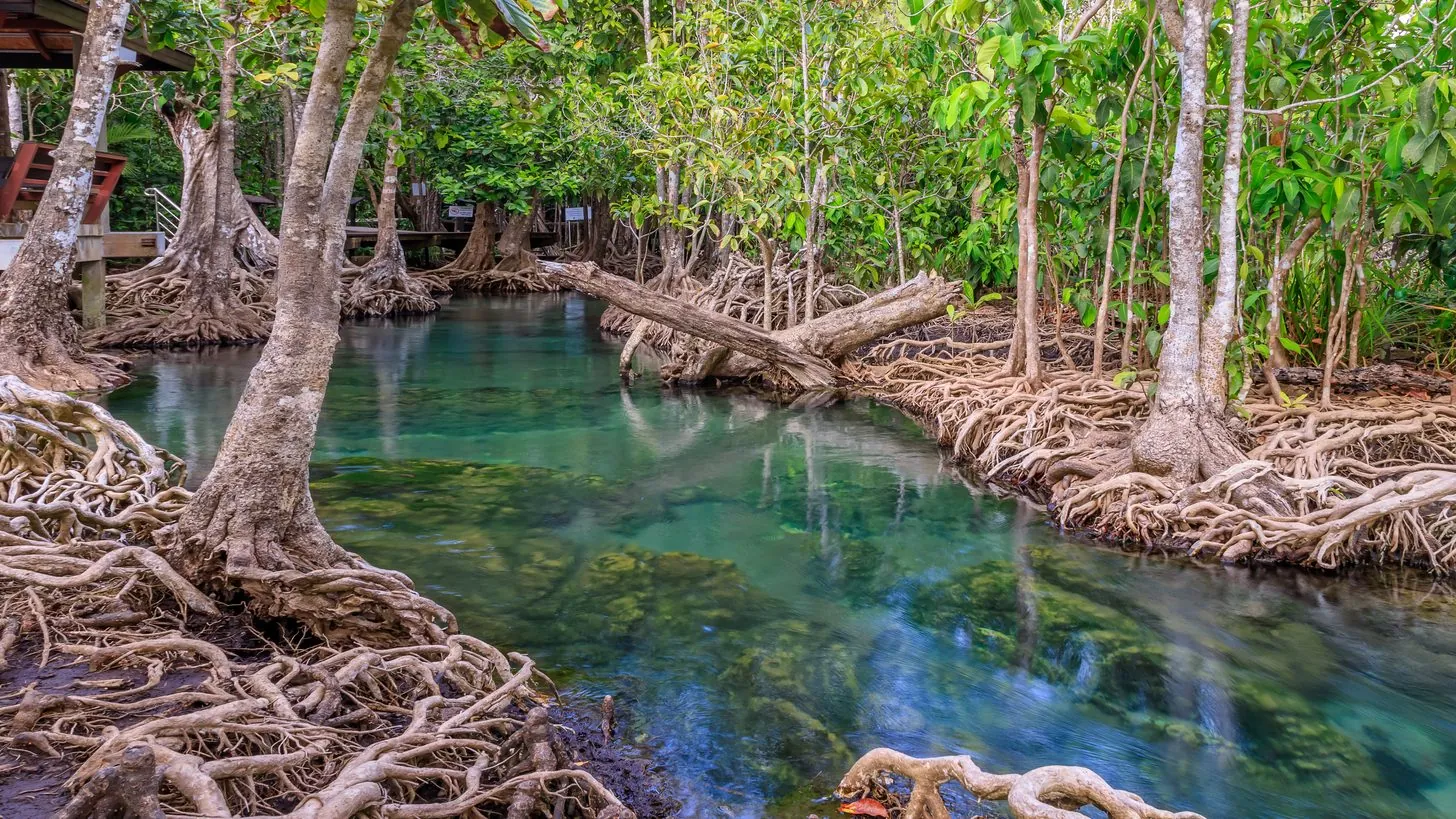 Klares türkisfarbenes Wasser schlängelt sich zwischen Mangrovenwurzeln im Tha Pom Klong Song Nam in Krabi