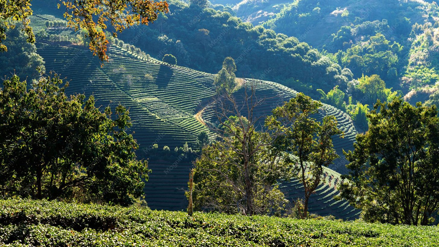 Green tea plantations on a hillside in Chiang Rai Province