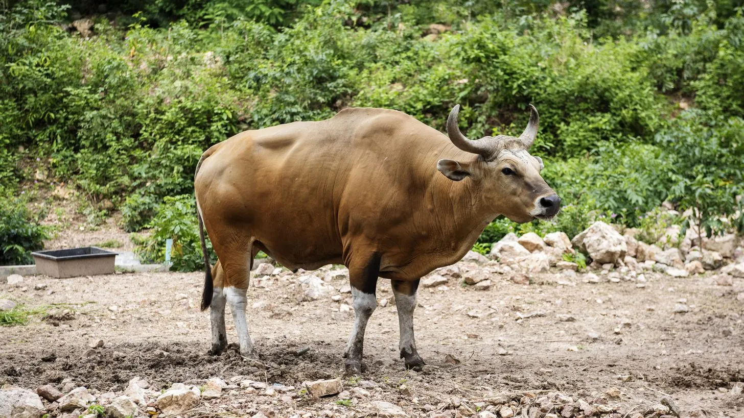 Ein Banteng, eine Wildrindart, auf offenem Gelände neben grünem Wald