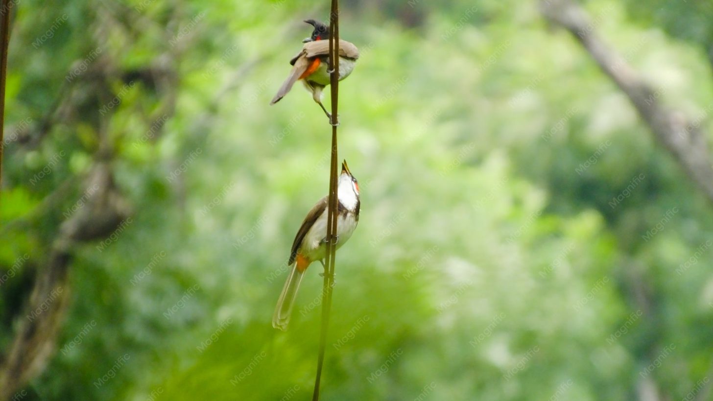 Two small forest birds perched on a thin vertical stem against blurred green foliage
