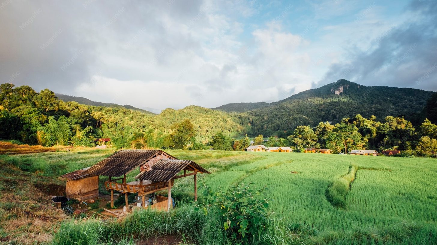 A small wooden hut in a green rice field in Thailand