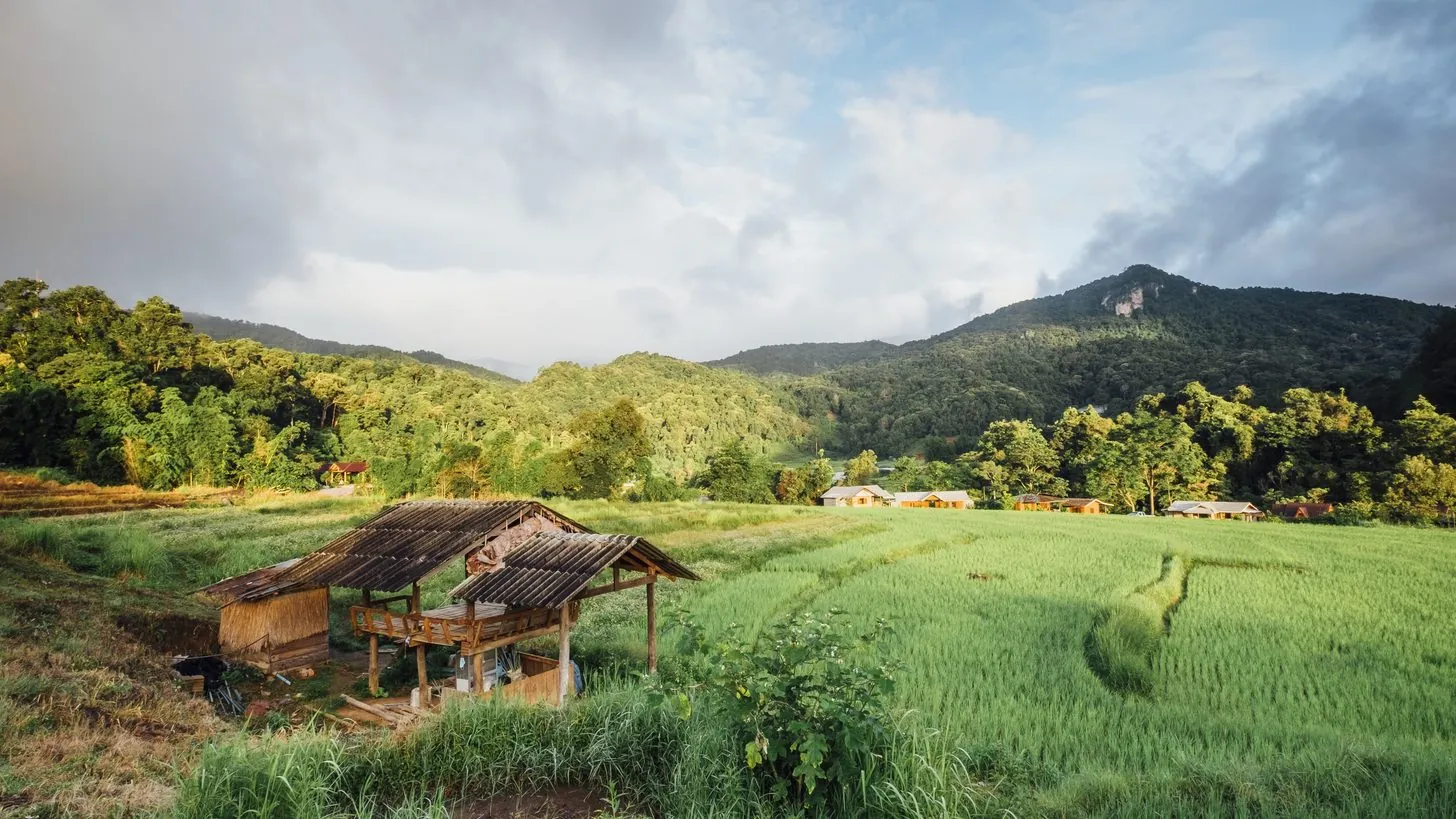 Eine kleine Holzhütte in einem grünen Reisfeld in Thailand