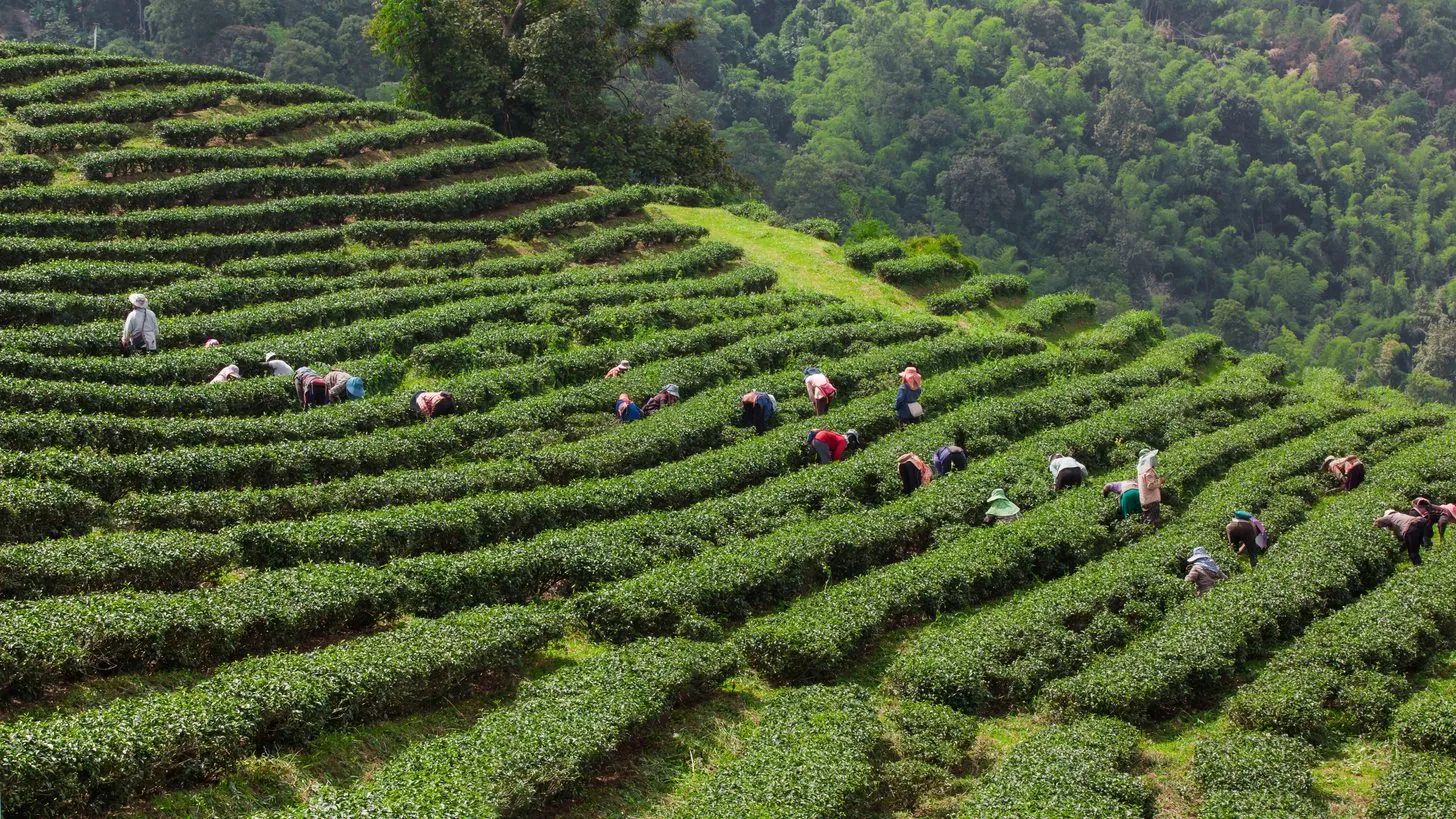 Tea pickers working along curved rows of tea bushes on a green hillside