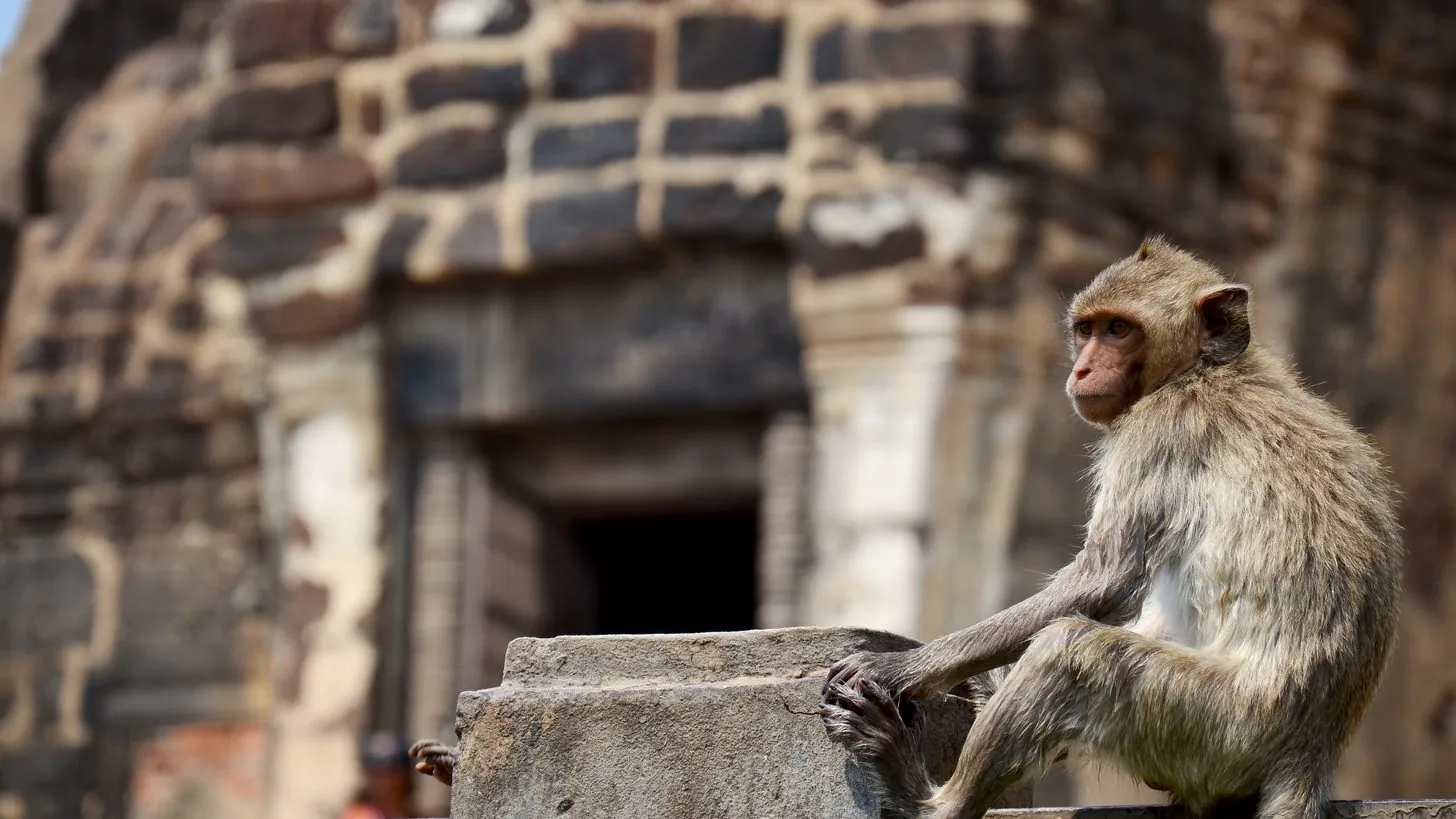 Um macaco sentado num poste de pedra diante da entrada de uma antiga torre de templo em tijolo