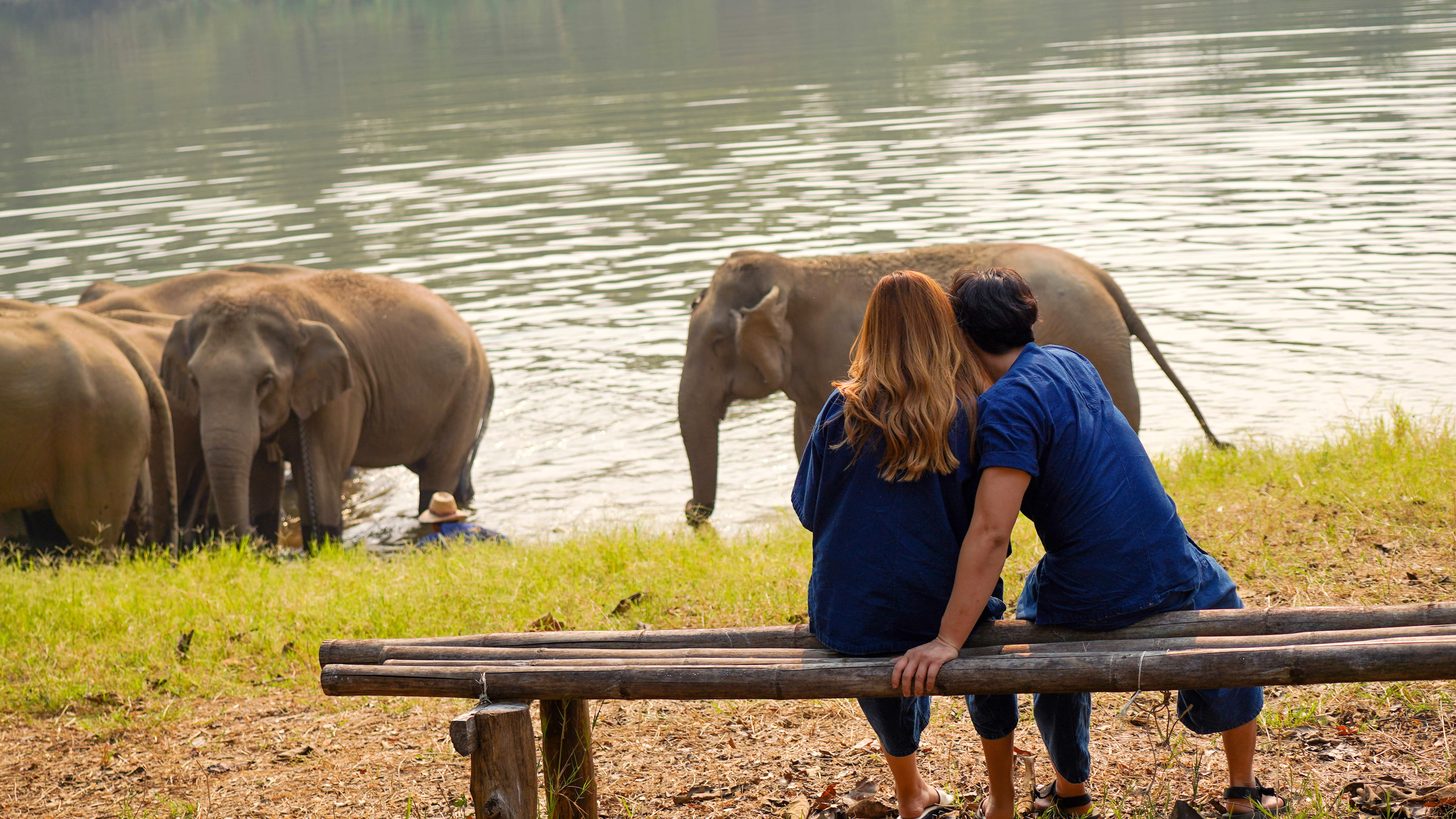 Travellers watching Asian elephants bathe in a river at an ethical sanctuary near Chiang Mai